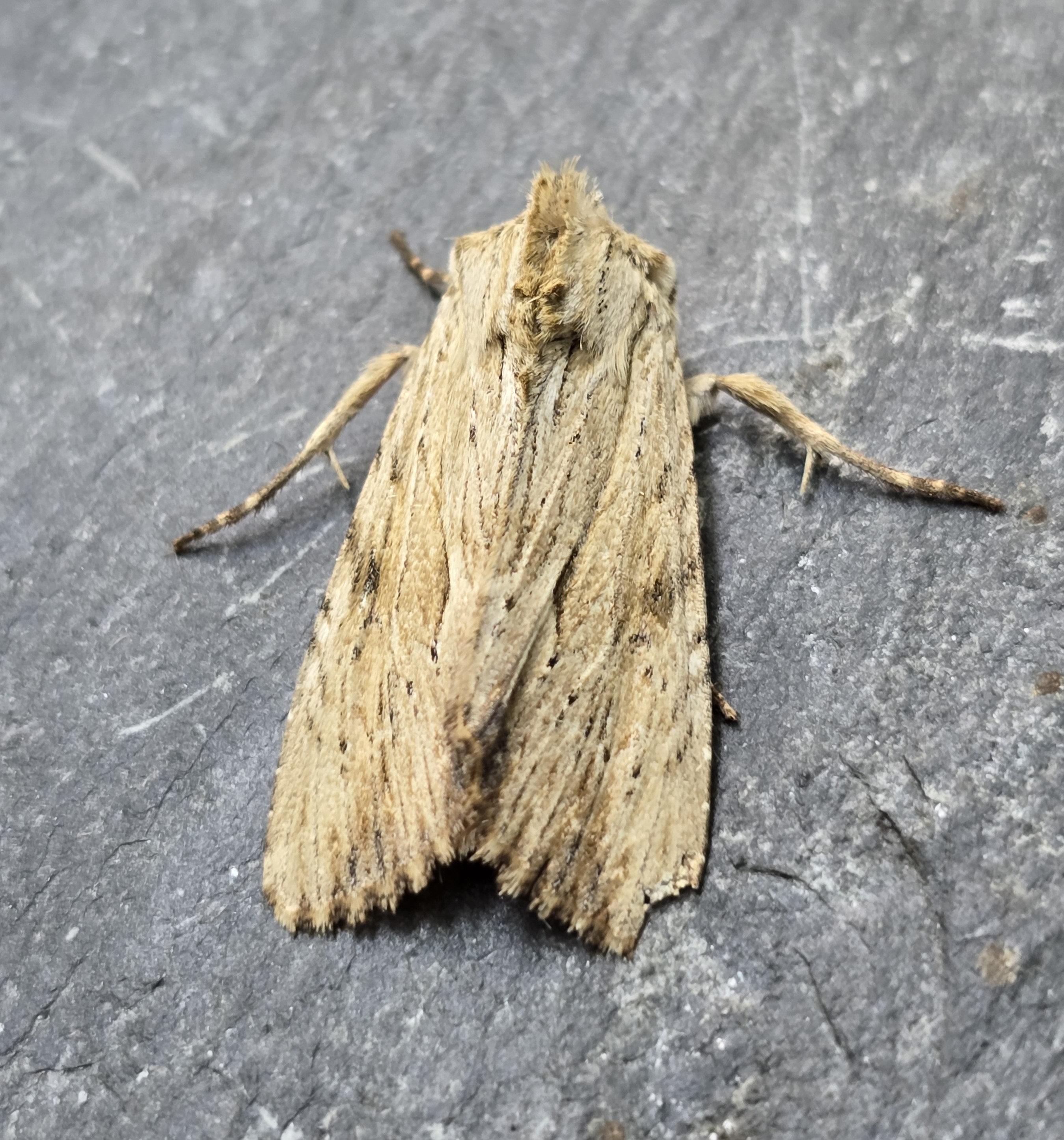 Photo of Light Arches (Apamea lithoxylaea)